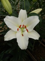 [5381 Salvetia VZ No02.JPG]